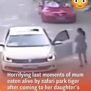 Horrifying Last Moments Of Mum Eaten Alive By Safari Park Tiger After Coming To Her Daughter’s Rescue.