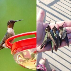 Hummingbird Feeders That Aren’t Clean Can Be Fatal To Hummingbirds Hummingbird Feeders That Aren’t Clean Can Be Fatal To Hummingbirds