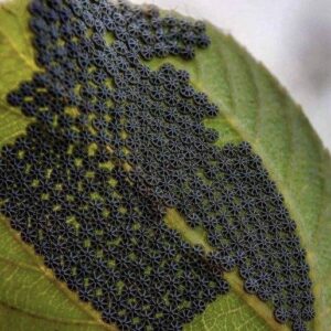 Donât Touch These If You See Them on Your Plants Donât Touch These If You See Them on Your Plants