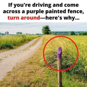 If You See a Painted Purple Fence, This Is What It Means If You See a Painted Purple Fence, This Is What It Means