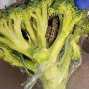 “Shocking Encounter: Man’s Horrifying Discovery Inside Bag of Aldi-Bought Broccoli” “Shocking Encounter: Man’s Horrifying Discovery Inside Bag of Aldi-Bought Broccoli”