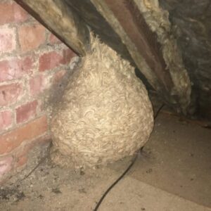Man Thinks He Found “Hornets” Nest In Attic – Turns Pale When He Realizes What’s Inside Man Thinks He Found “Hornets” Nest In Attic – Turns Pale When He Realizes What’s Inside